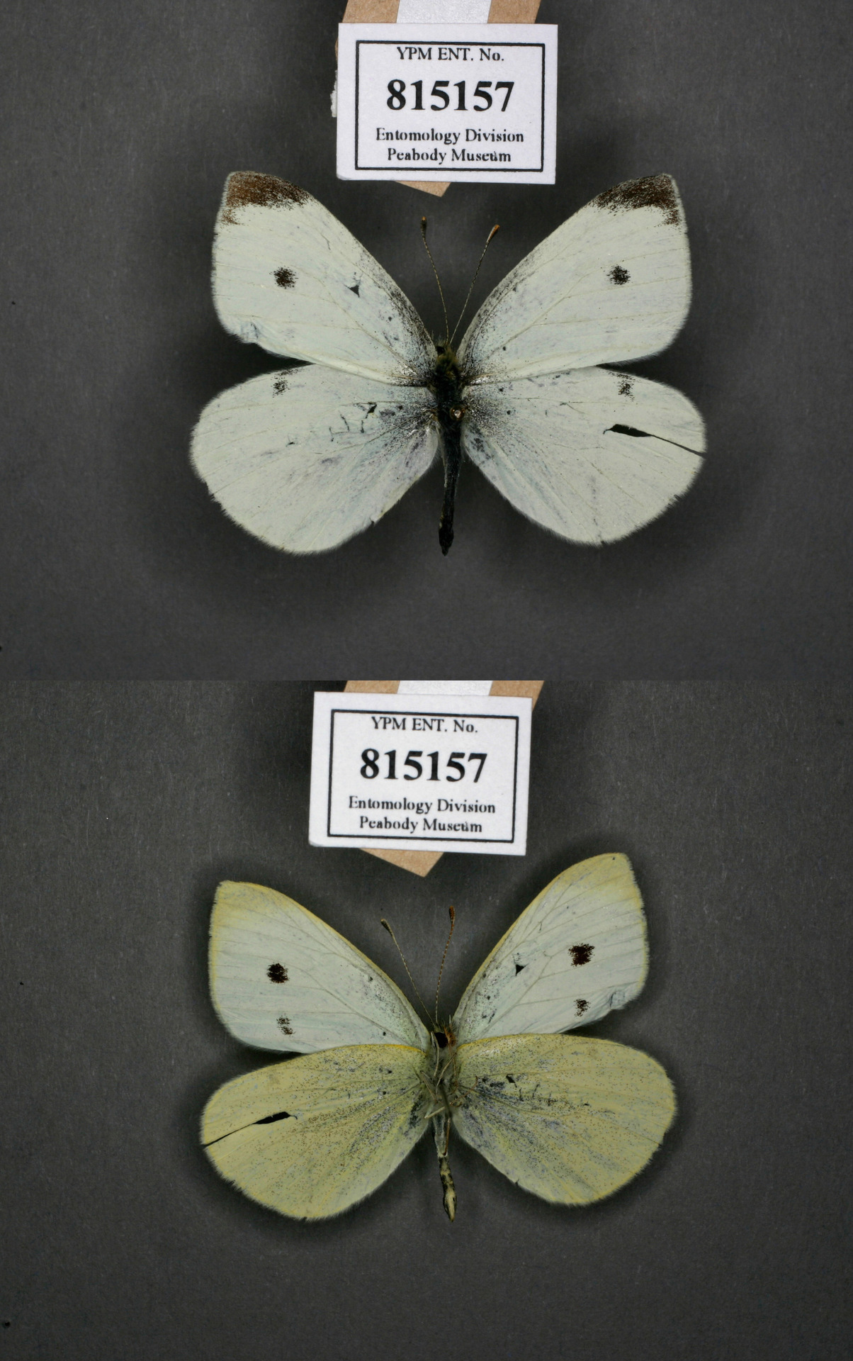 ARCS Alumna Carly Jordan ARCS Alumna Carly Jordan