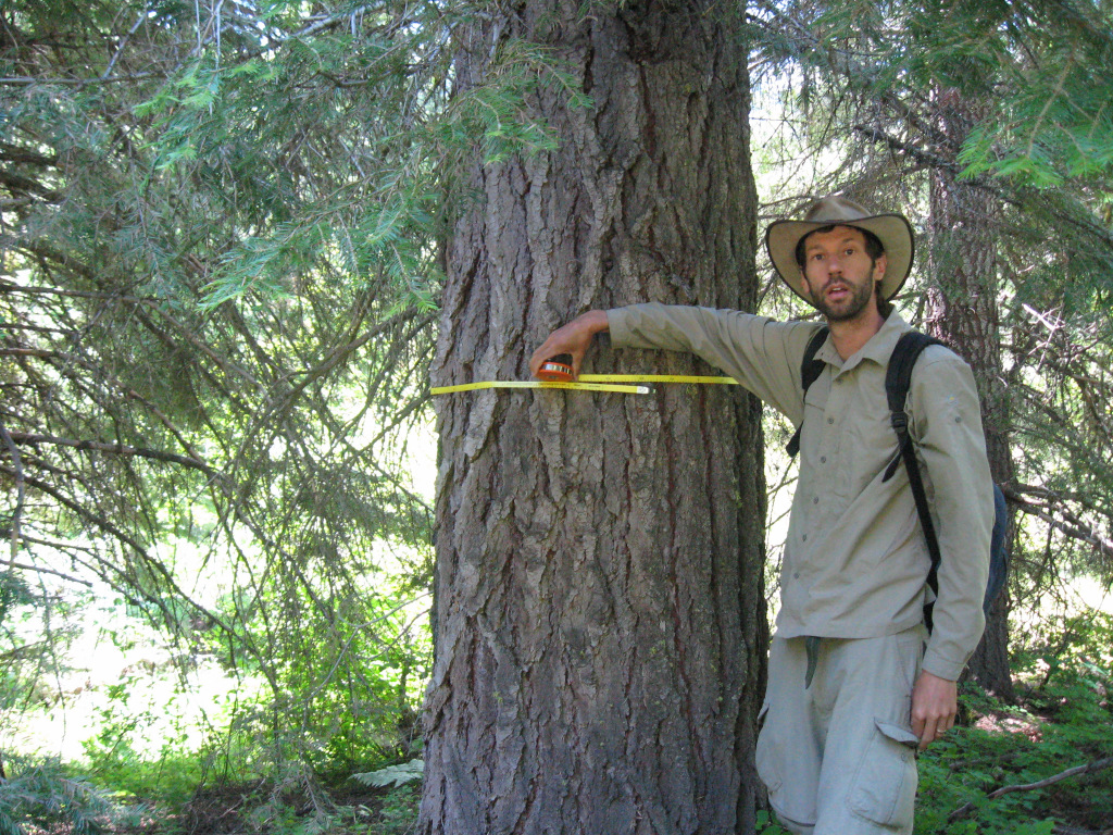ARCS Alumni David Mildrexler measuring a Grand Fir tree ARCS Alumni David Mildrexler measuring a Grand Fir tree