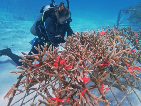 Diving Deep: ARCS Scholar Morgan Farrell Uses Bacteria to Boost Coral Reef Restoration Diving Deep: ARCS Scholar Morgan Farrell Uses Bacteria to Boost Coral Reef Restoration