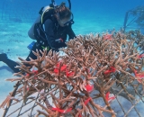 Diving Deep: ARCS Scholar Morgan Farrell Uses Bacteria to Boost Coral Reef Restoration